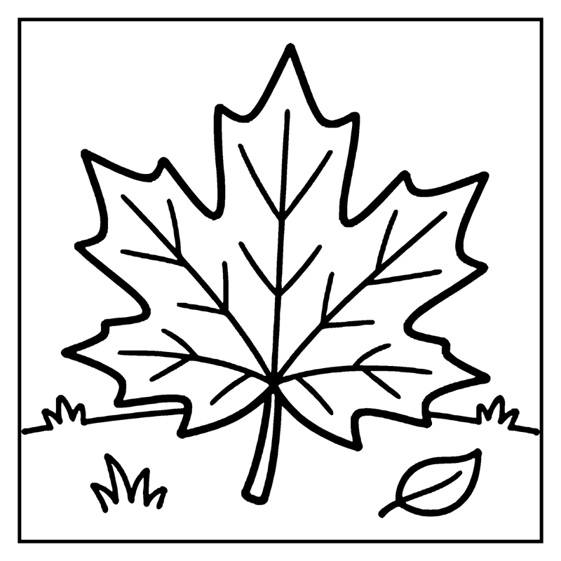 A maple leaf is shown, with a stem and small leaf at the bottom, on a white background, a fall coloring page