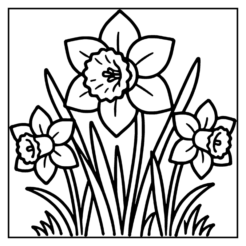 A daffodil flower blooms in a grassy setting, surrounded by two other daffodils