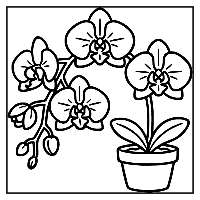 The drawing depicts a potted orchid with three blooming flowers and a bud, set against a plain background