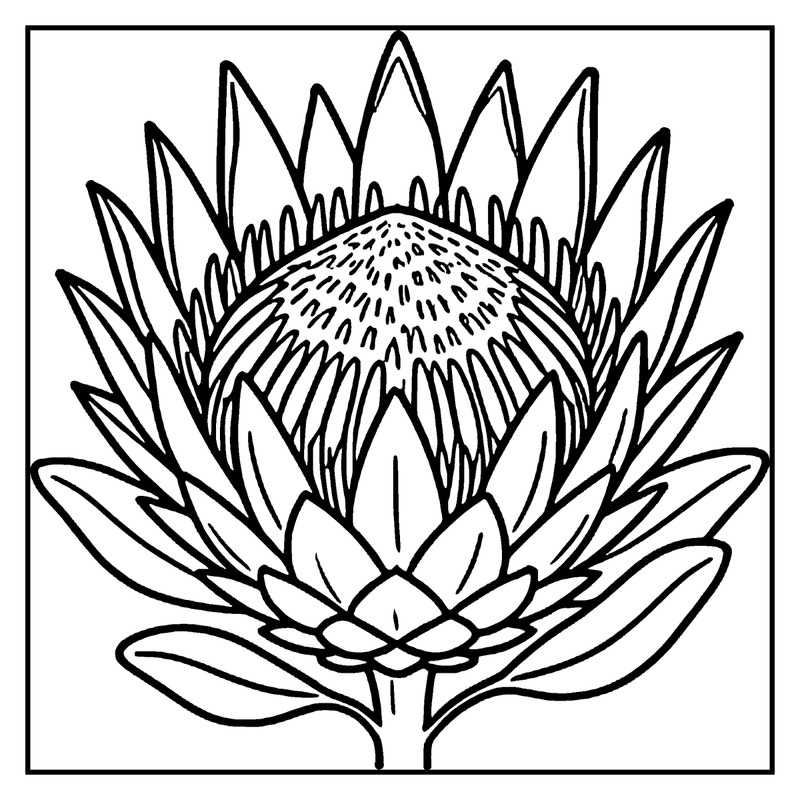 A king protea flower is blooming with detailed petals and a textured center, set against a plain background