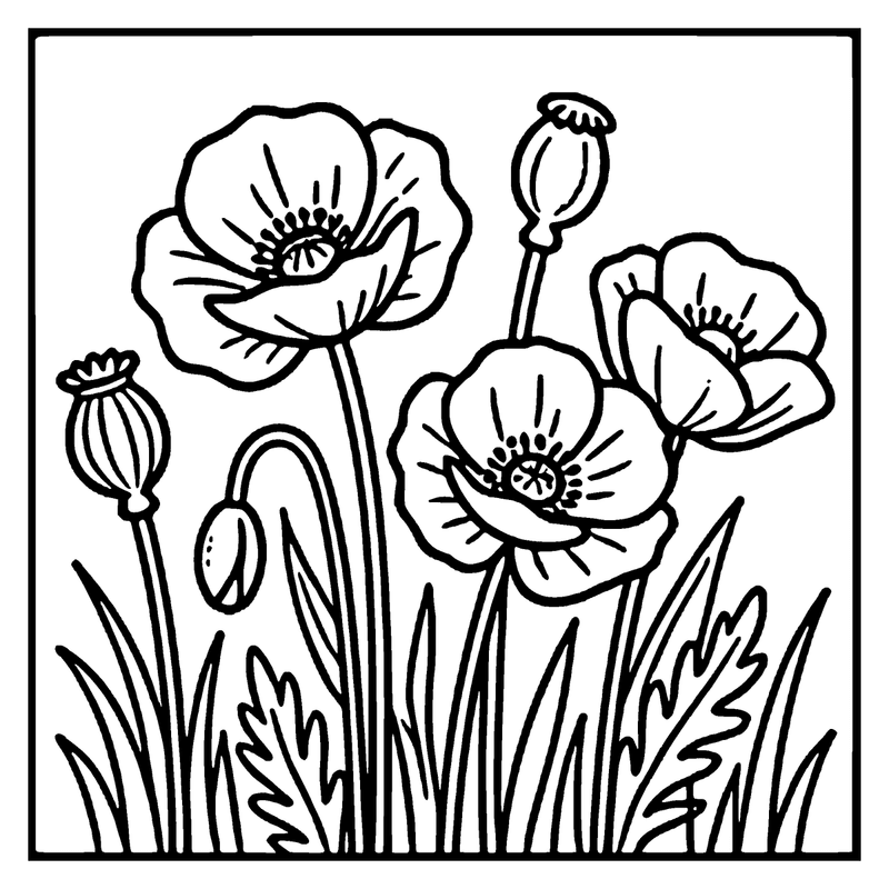 A poppy flower blooms in a garden with green leaves and buds