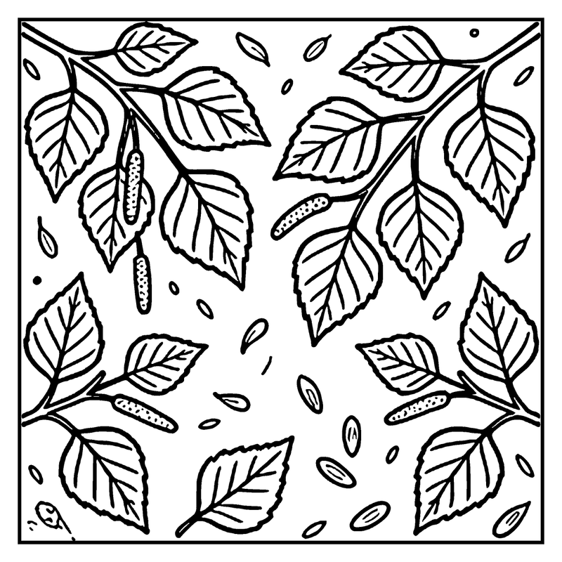 A birch tree branch with leaves and catkins, set against a white background, a leaf coloring page