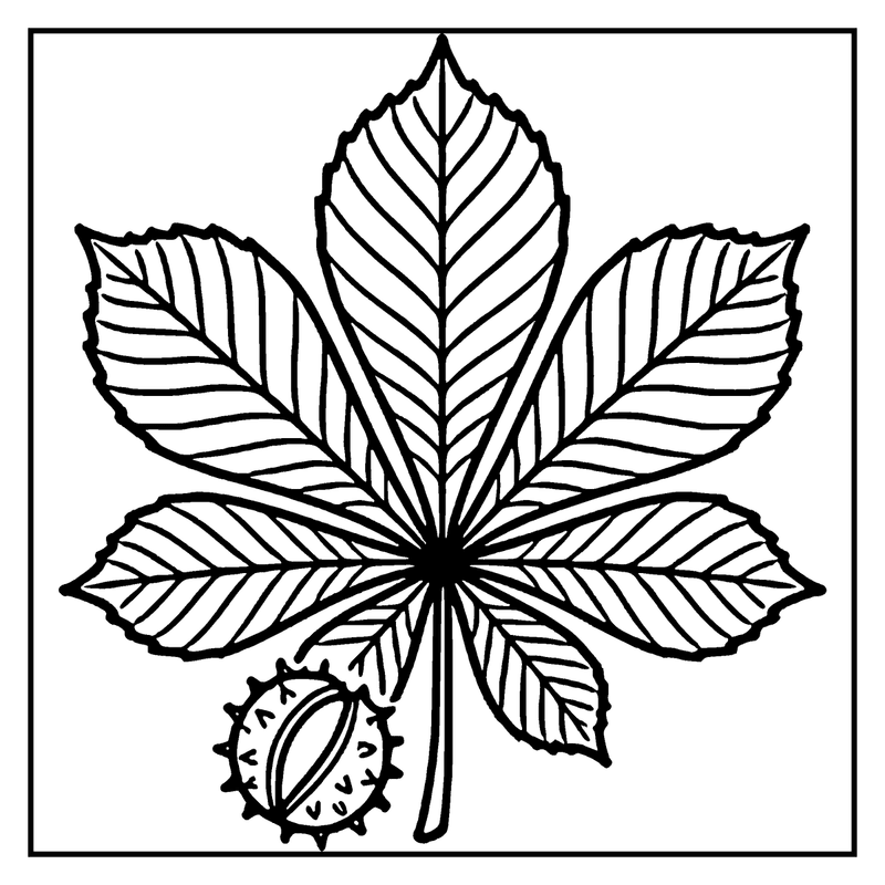 A chestnut and a five-leafed leaf are shown, with a detailed, black and white drawing style