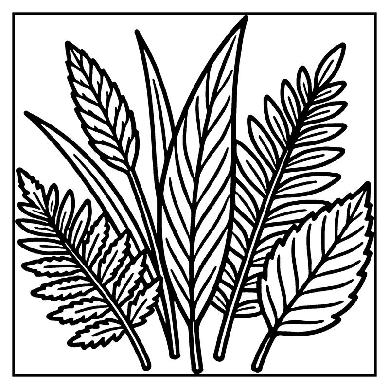 A fern plant with detailed leaves and stems, a leaf coloring page