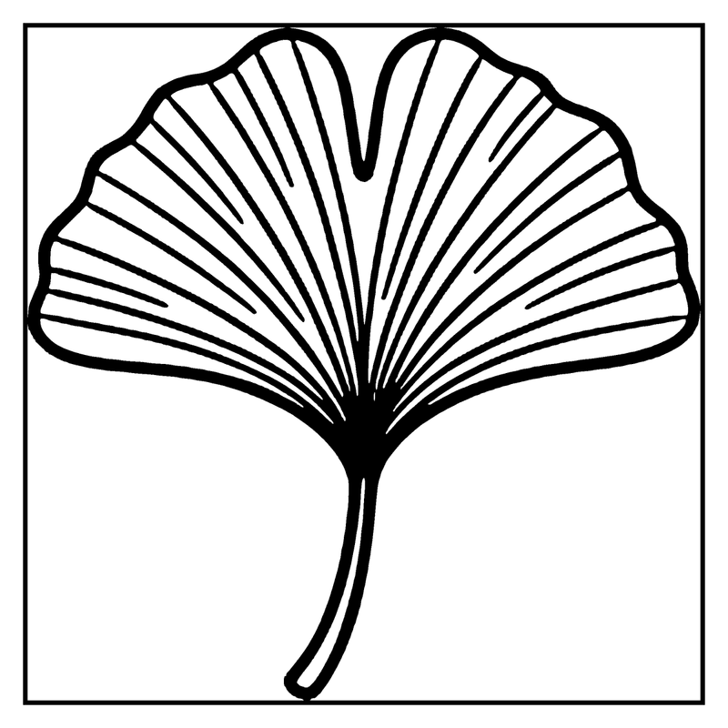 A ginkgo leaf is shown, with a fan-like shape and a long stem