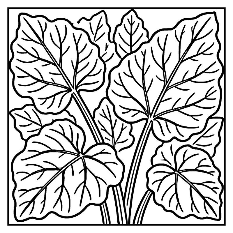 The image depicts a black and white drawing of leaves, possibly from a plant, with detailed veins and edges, a leaf coloring page