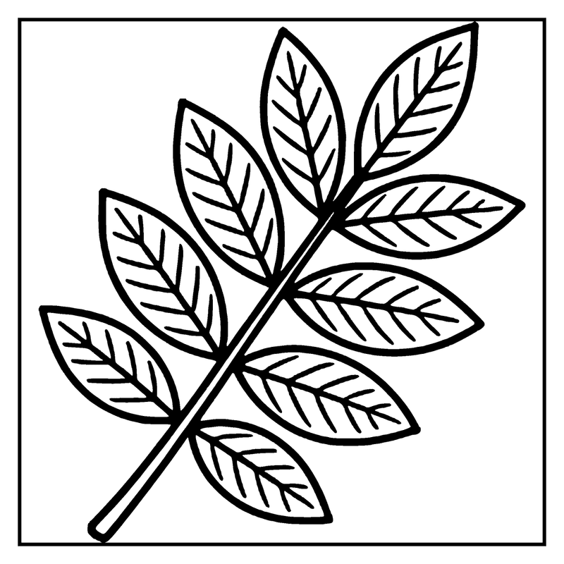 A leafy branch with five leaves, each with serrated edges, is shown in black and white