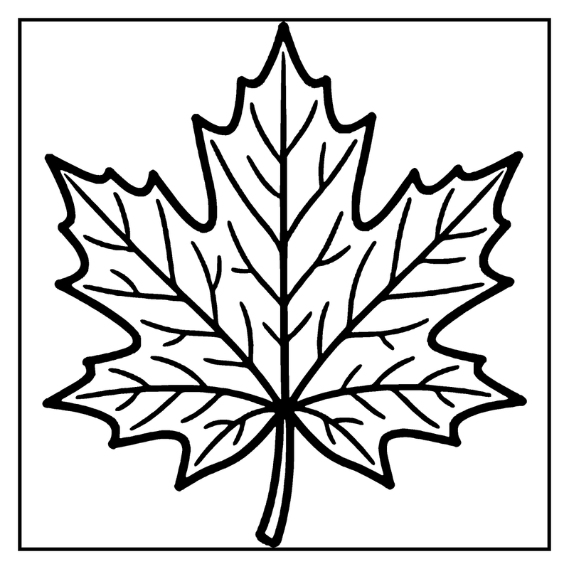 A maple leaf coloring page is shown, with a simple black outline and no background