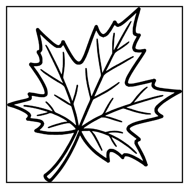 A maple leaf is shown, with a stem in the middle, and a white background