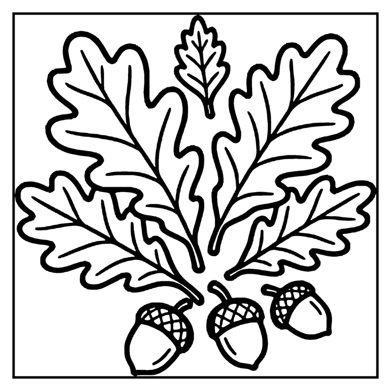 Oak leaves and acorns in a simple black and white drawing, a leaf coloring page