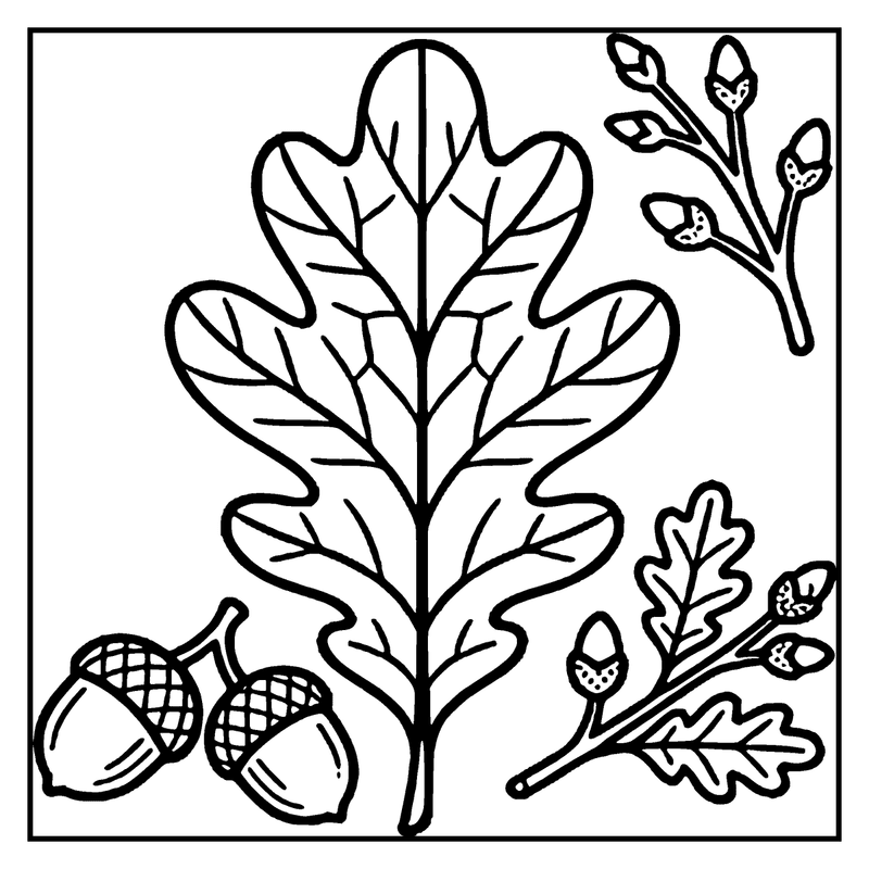 Oak leaves and acorns on a branch, ready to be colored, a leaf coloring page