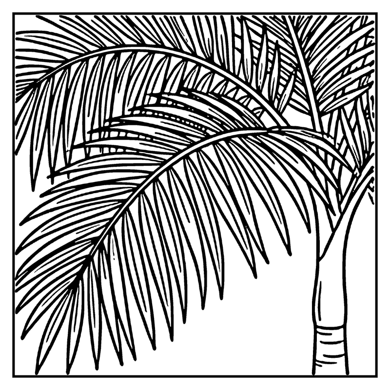 A palm tree with long, frilly leaves against a white background, a leaf coloring page