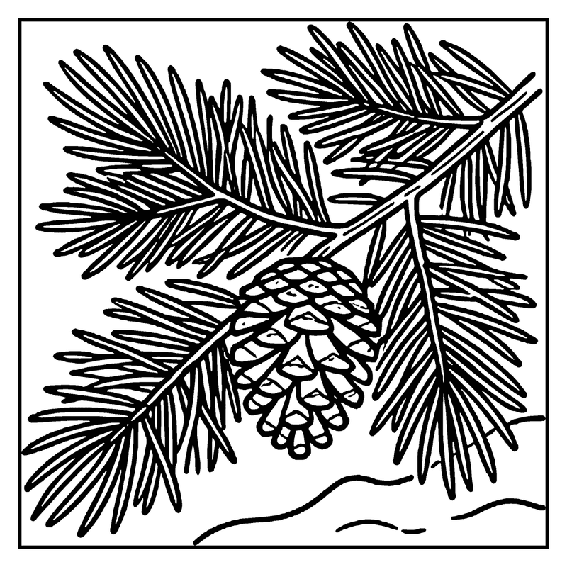 A pine cone hangs from a branch, surrounded by needle-like leaves, a leaf coloring page
