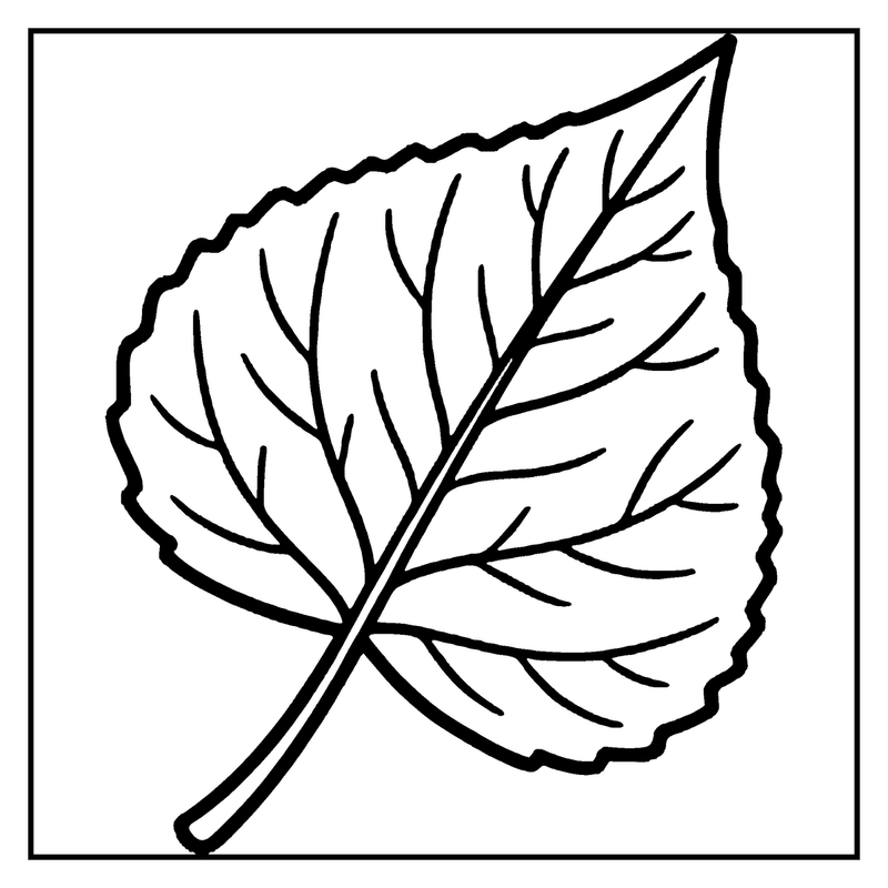 A simple black and white drawing of a leaf with a stem, showing its veins and edges