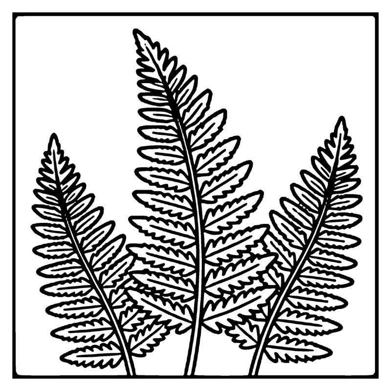 This drawing depicts three fern leaves, each with a central stem and multiple fronds, in a simple black and white setting, a leaf coloring page