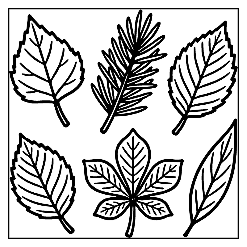 This drawing depicts various leaf shapes, including simple, serrated, and compound leaves, with a focus on their unique structures and details