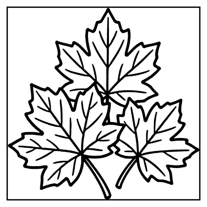 Three maple leaves are shown, each with seven lobes, in a black and white line art style, a leaf coloring page