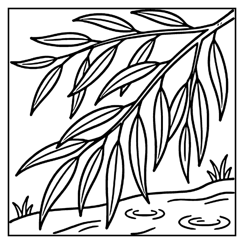 A willow branch with long, drooping leaves grows near a small pond with ripples, a leaf coloring page
