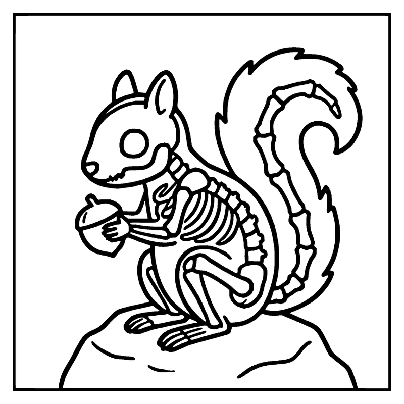 A skeleton squirrel holding an acorn, sitting on a rock, a squirrel coloring page